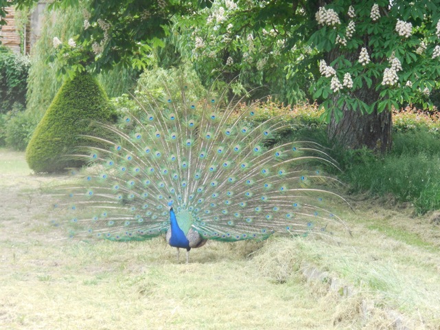 un paon du Parc du Château de Larra